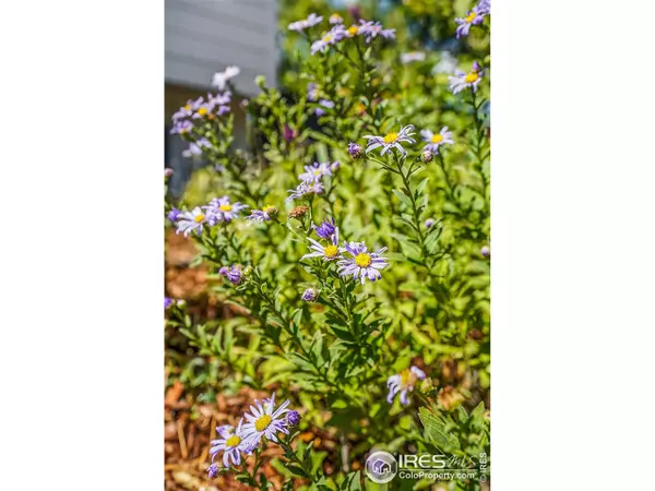 Boulder, CO 80303,855 Gilpin Dr