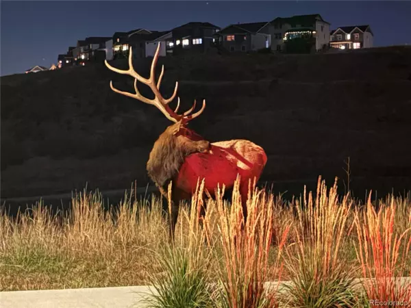 3624 Rucksack Ct, Castle Rock, CO 80108