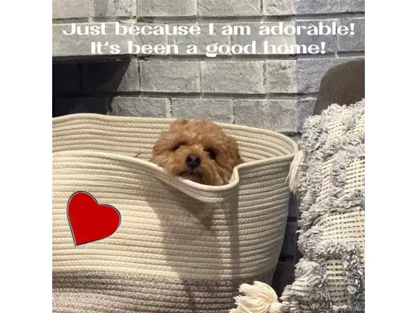 Centennial, CO 80122,7738 S Cherry Ct