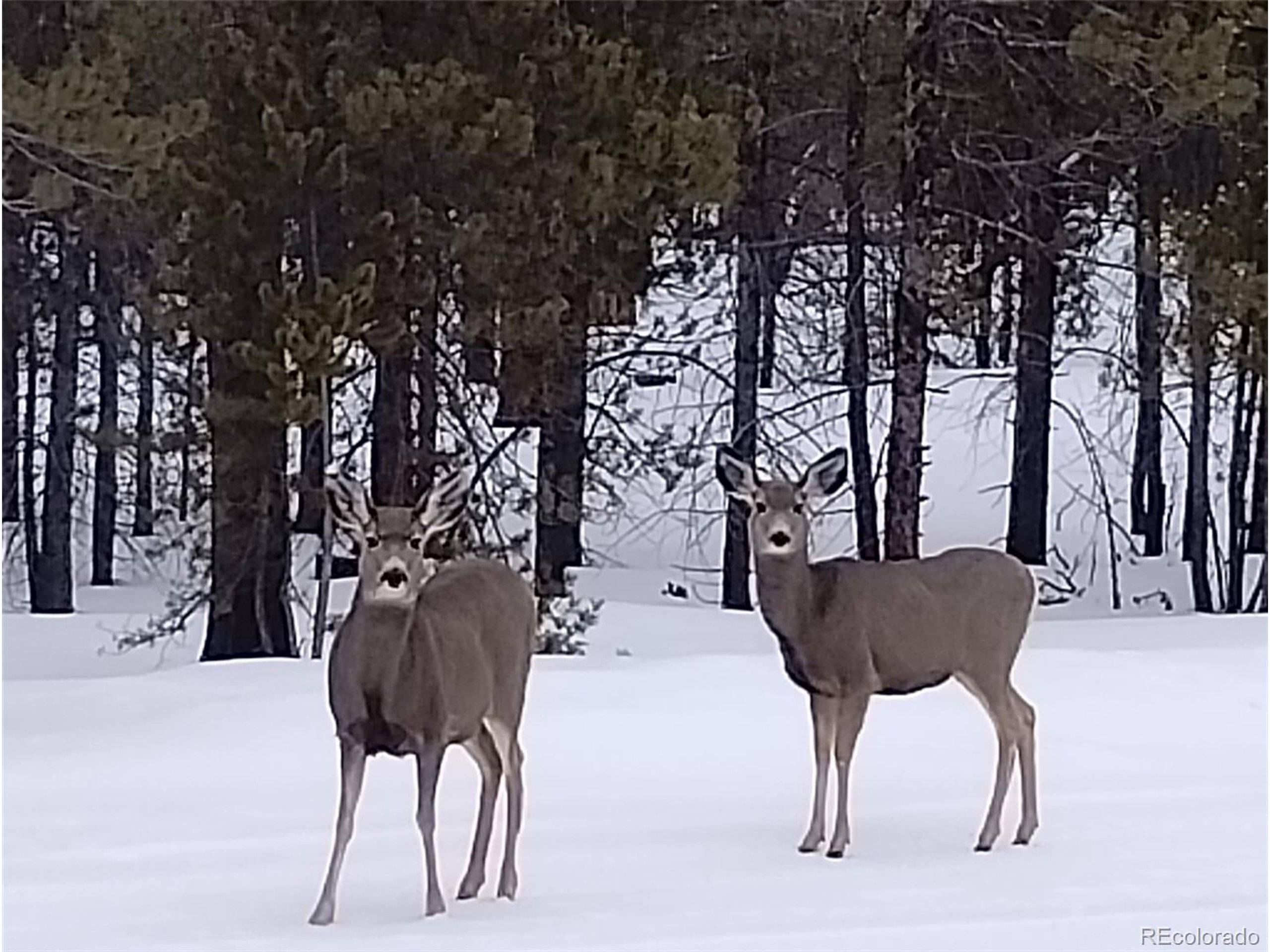 Leadville, CO 80461,416 Cedar Dr