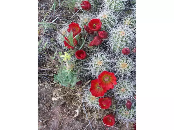 Crestone, CO 81131,4338 Ridge Crest Ct