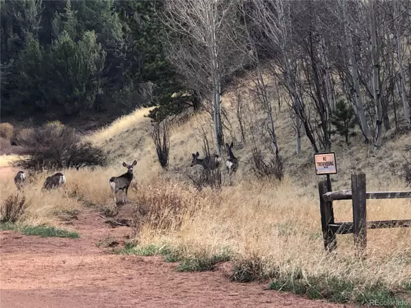 Divide, CO 80814,311 Beaver Pond Rd