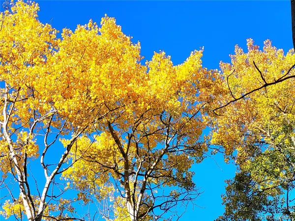 Divide, CO 80814,517 Aspen village Rd