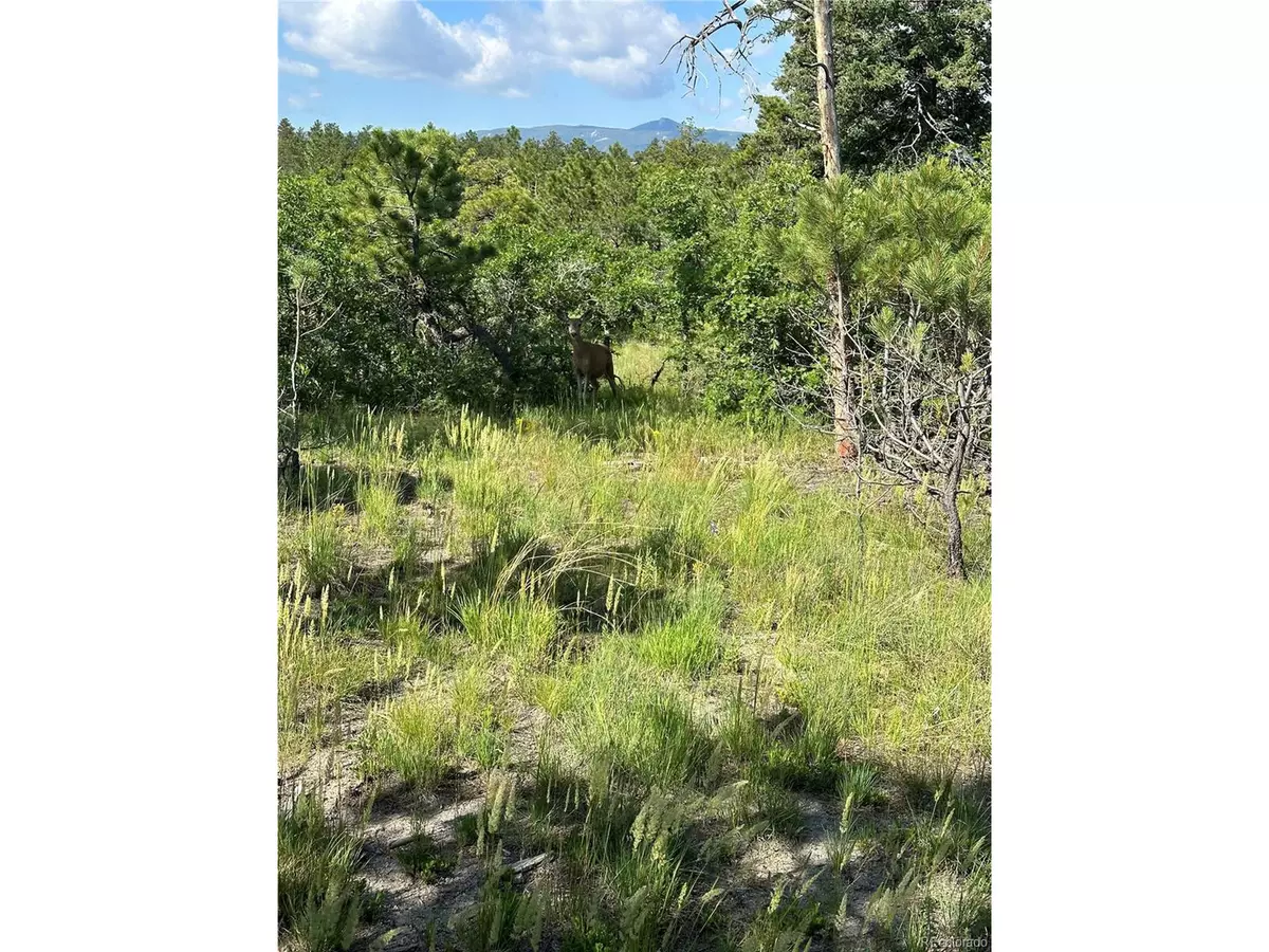 Larkspur, CO 80118,7333 Cameron Cir