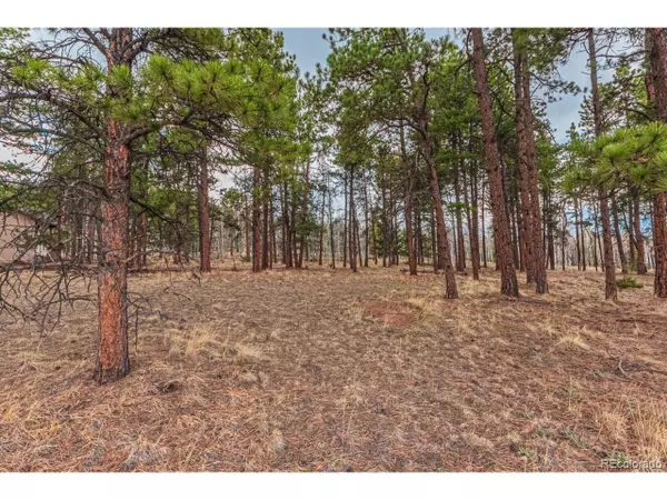 Woodland Park, CO 80863,1290 Firestone Dr