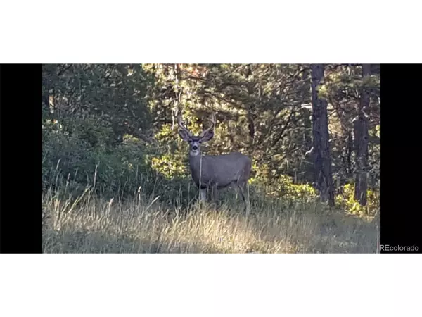 Trinidad, CO 81082,156 Trail Ridge