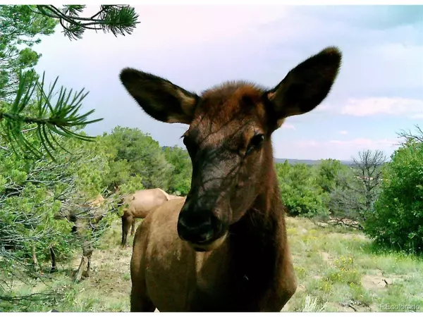Walsenburg, CO 81089,CR 521