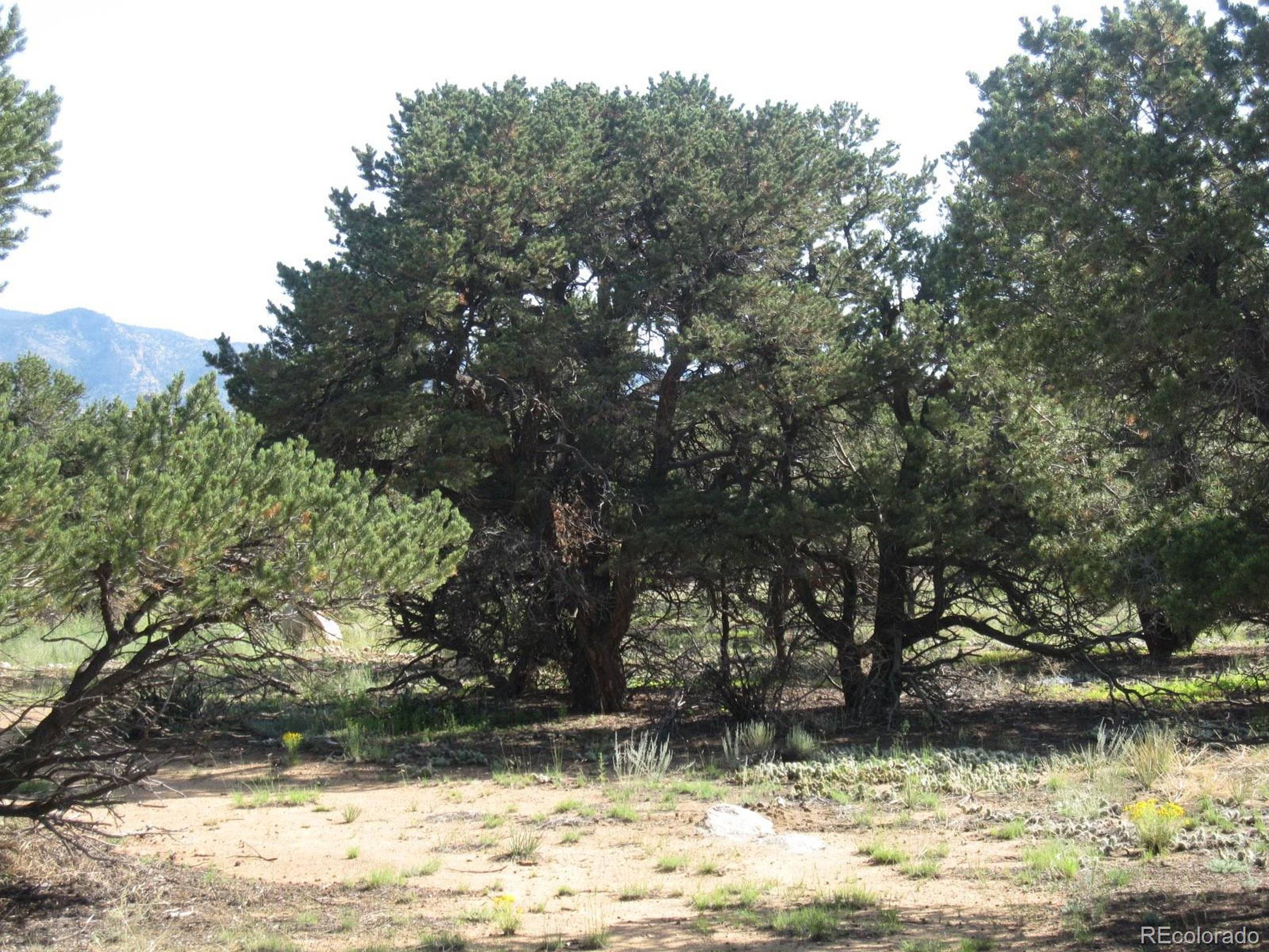 Buena Vista, CO 81211,30036 Teal Run