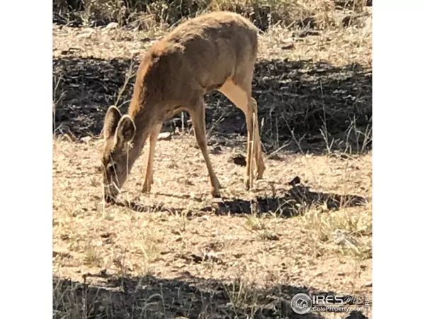 851 Meadow Mountain Dr, Livermore, CO 80536