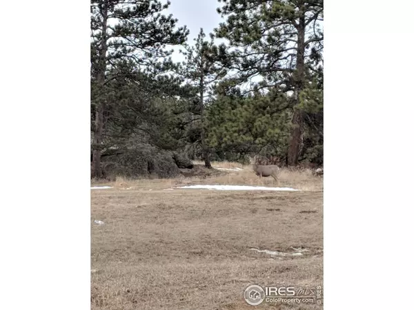 Livermore, CO 80536,558 Montcalm Dr