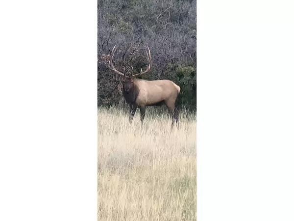 Sedalia, CO 80135,5351 Tall Horse Trl