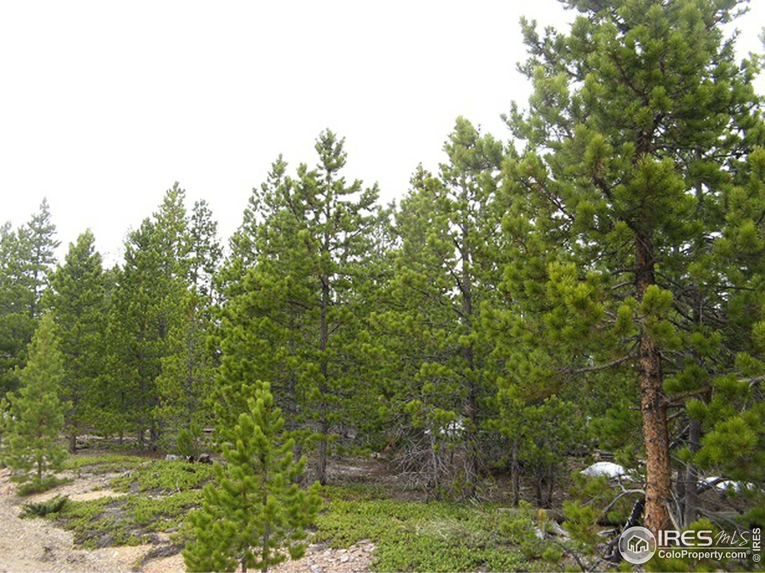 60 Axtupi Ct, Red Feather Lakes, CO 80545