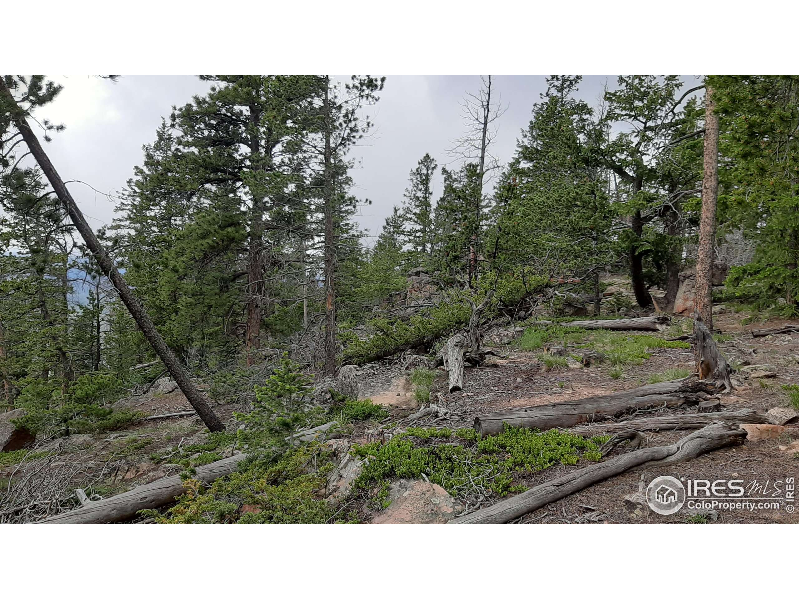 Red Feather Lakes, CO 80545,1171 Jicarilla Trl