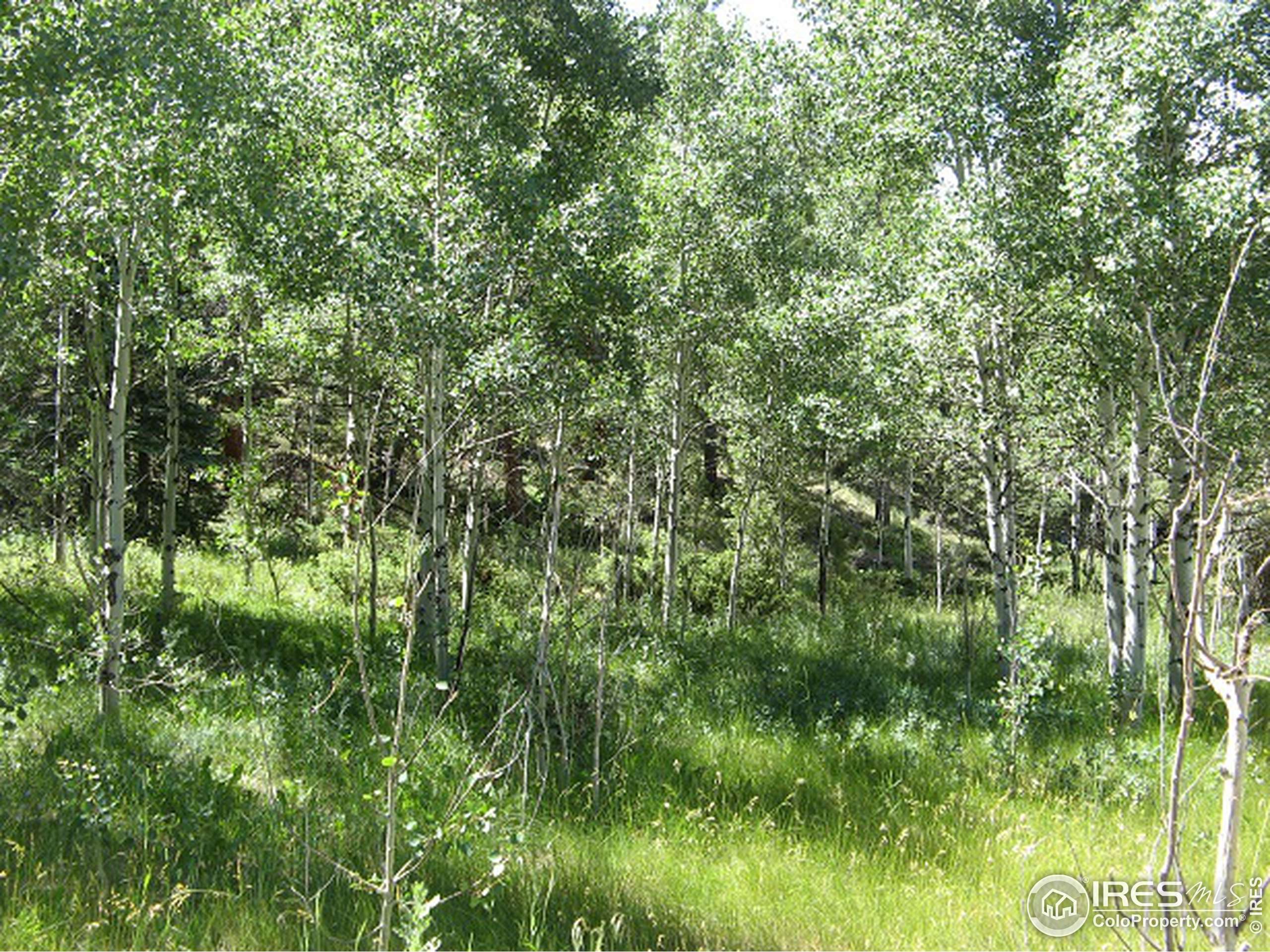 Red Feather Lakes, CO 80545,755 Beartrap Rd