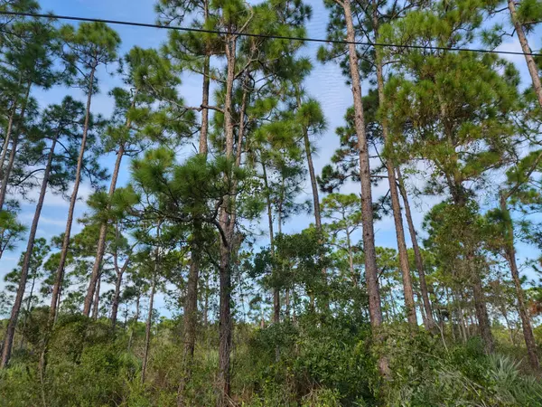 Fort Pierce, FL 34951,0 Tree Top TRL