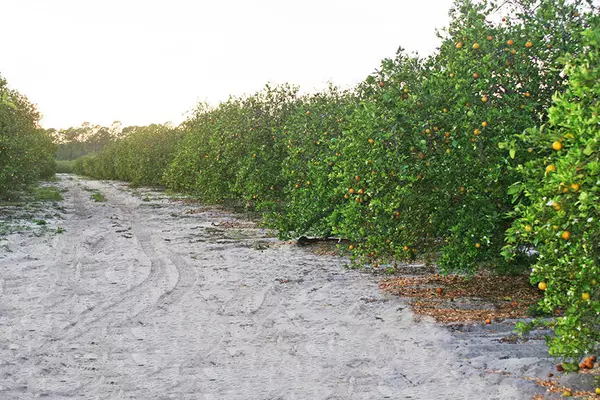 Lake Placid, FL 33852,255 Clinton AVE