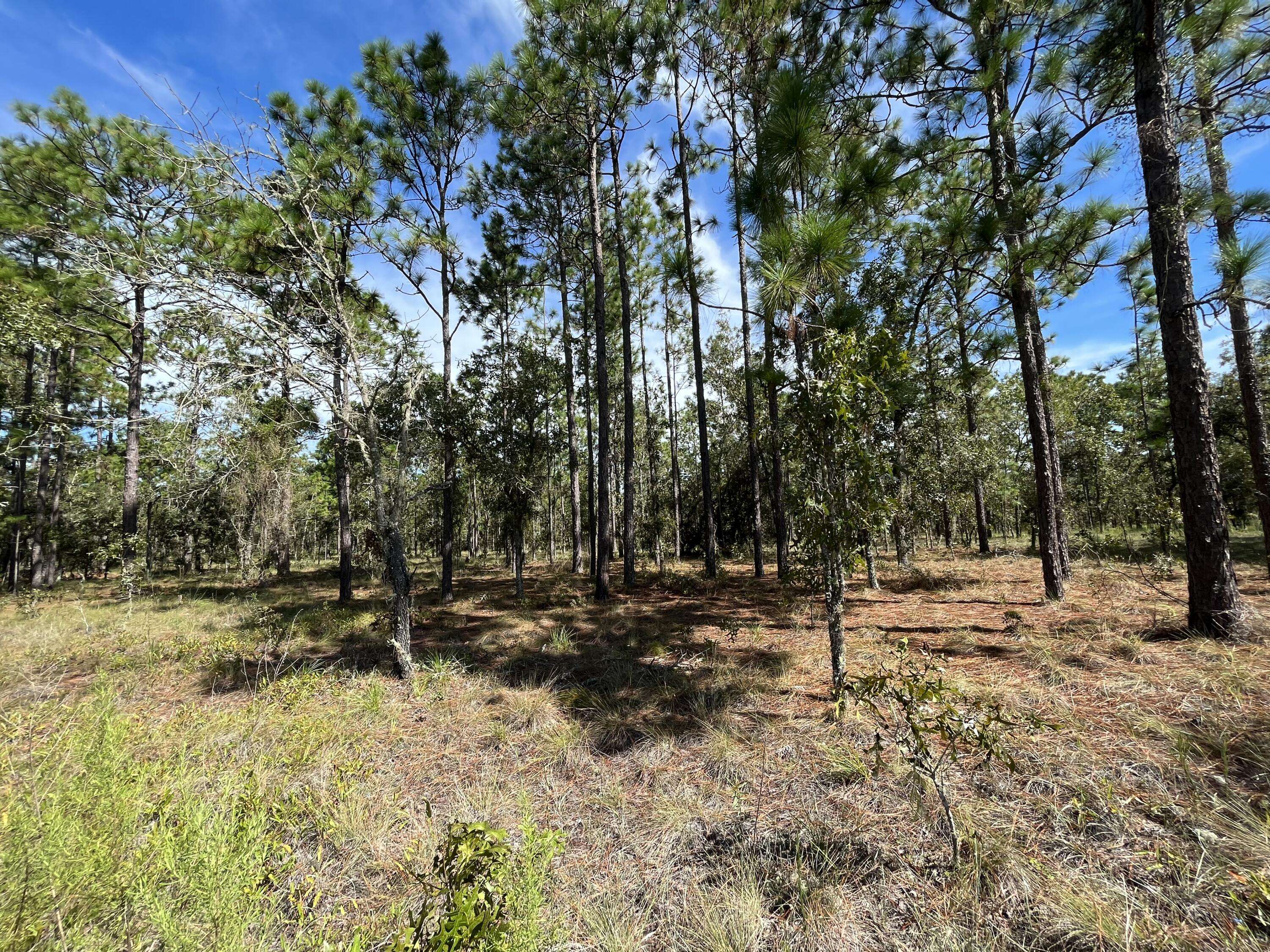 Dunnellon, FL 34431,Tbd Water Oak AVE