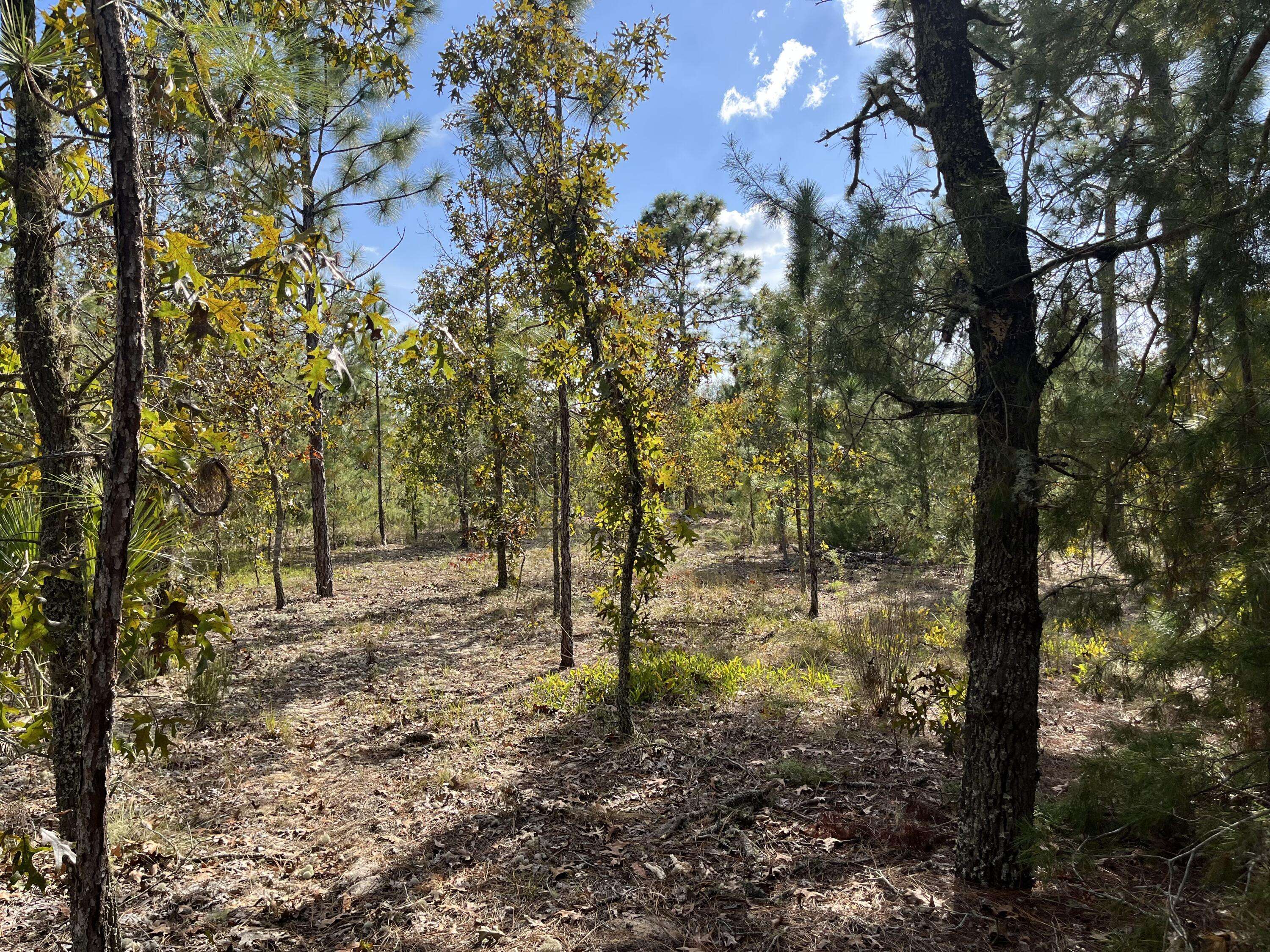 Tbs Acacia DR, Interlachen, FL 32148