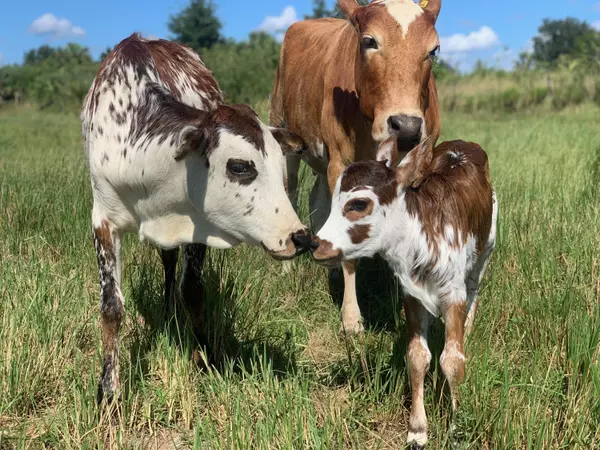 Loxahatchee, FL 33470,20915 Antoinette ST