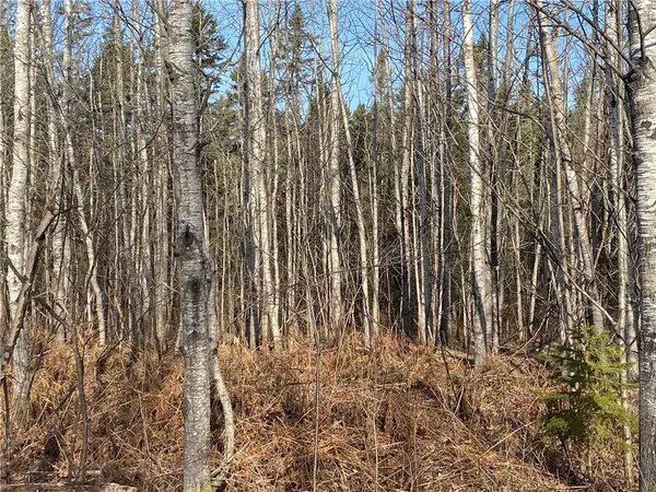 Near Bear Lake Road, Butternut, WI 54514