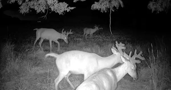 0 COUNTY RD JJ, Stockholm, WI 54769