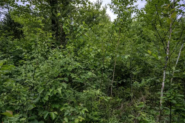 Lot 2 17th St, Necedah, WI 54646