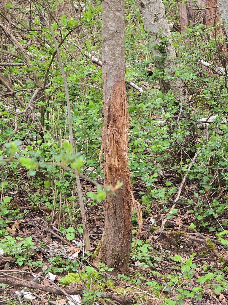 Ferryville, WI 54628,54 +/- Acres Campfire Drive