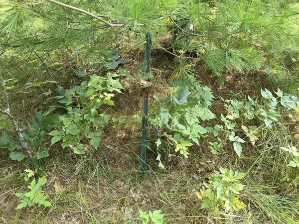 Arkdale, WI 54613,Lot 40 18th Avenue