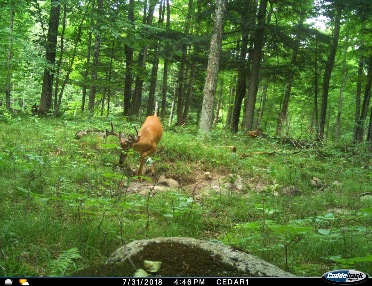 Tigerton, WI 54486,0 BEETLE CREEK ROAD