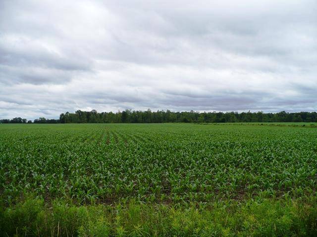 Greenwood, WI 54437,Sec 32 CENTURY ROAD