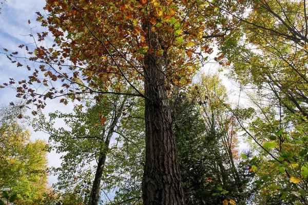 Medford, WI 54451,+/-28.65 Acres ORIOLE DRIVE