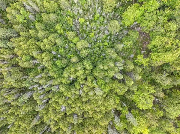 Pembine, WI 54156,FAUCETT LANE