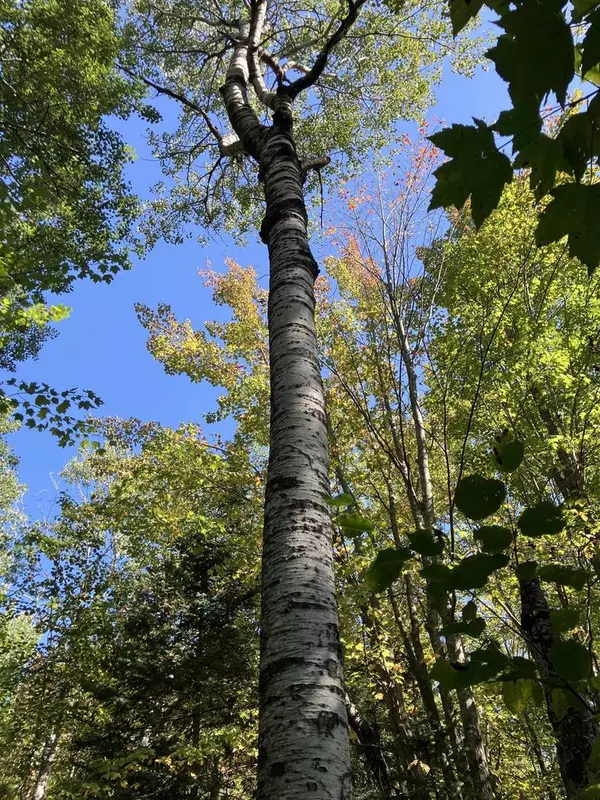 Saxon, WI 54546,00004 Government Rd