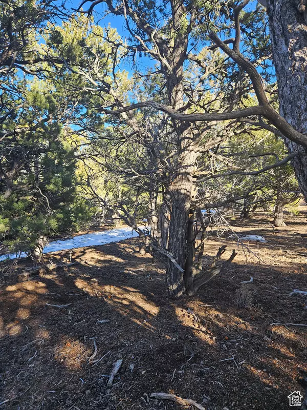 Tabiona, UT 84072
