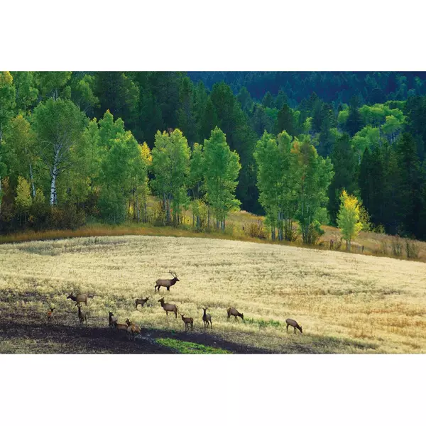 Freedom, WY 83120,10 ELK WATCK LN #10