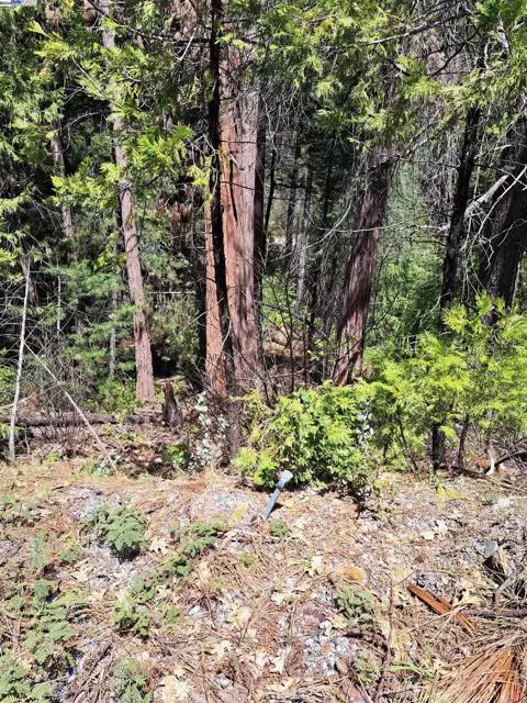 Pollock Pines, CA 95726,Sly Park