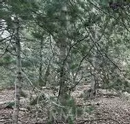 Crestline, CA 92325,0 Altdorf Drive