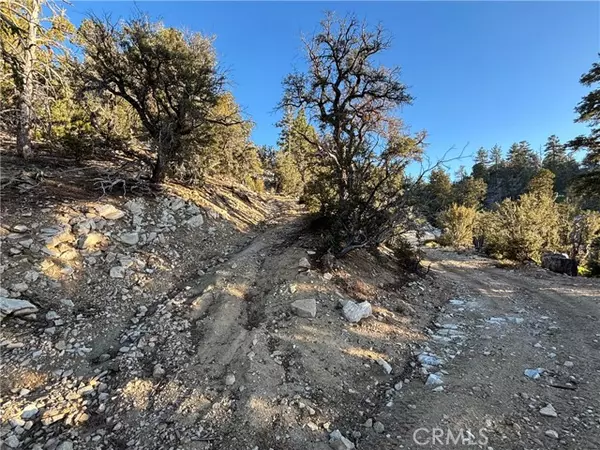 Angelus Oaks, CA 92305,0 Ironwood