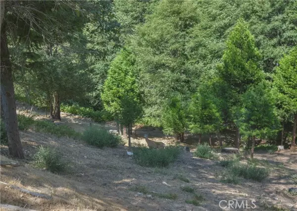 Cedar Glen, CA 92321,169 Alder Lane