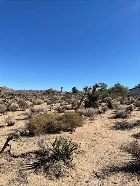 Joshua Tree, CA 92252,0 Juniper