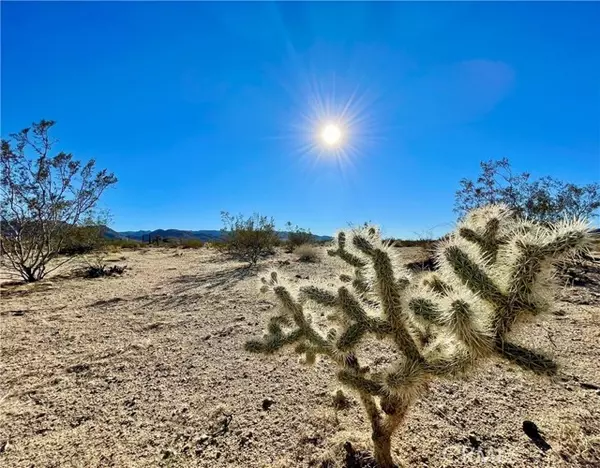 Joshua Tree, CA 92252,1 Gold Nugget