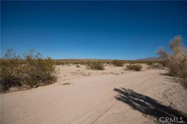 29 Palms, CA 92277,12 Pampas