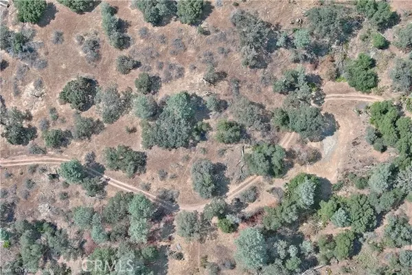 Mariposa, CA 95338,20 Bull Pine