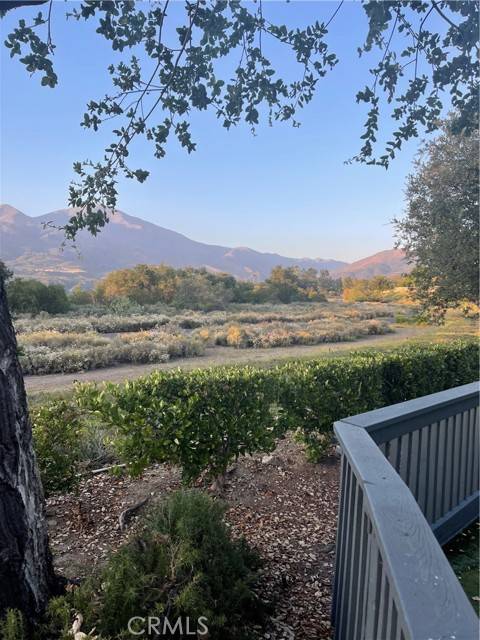 Rancho Santa Margarita, CA 92688,21 Lobelia