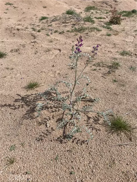 Newberry Springs, CA 92365,49645 Silver Valley Road