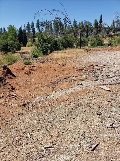 Paradise, CA 95969,1591 Grey Squirrel
