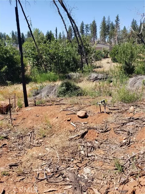 Paradise, CA 95969,1591 Grey Squirrel