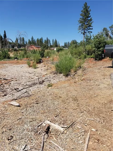 Paradise, CA 95969,1591 Grey Squirrel