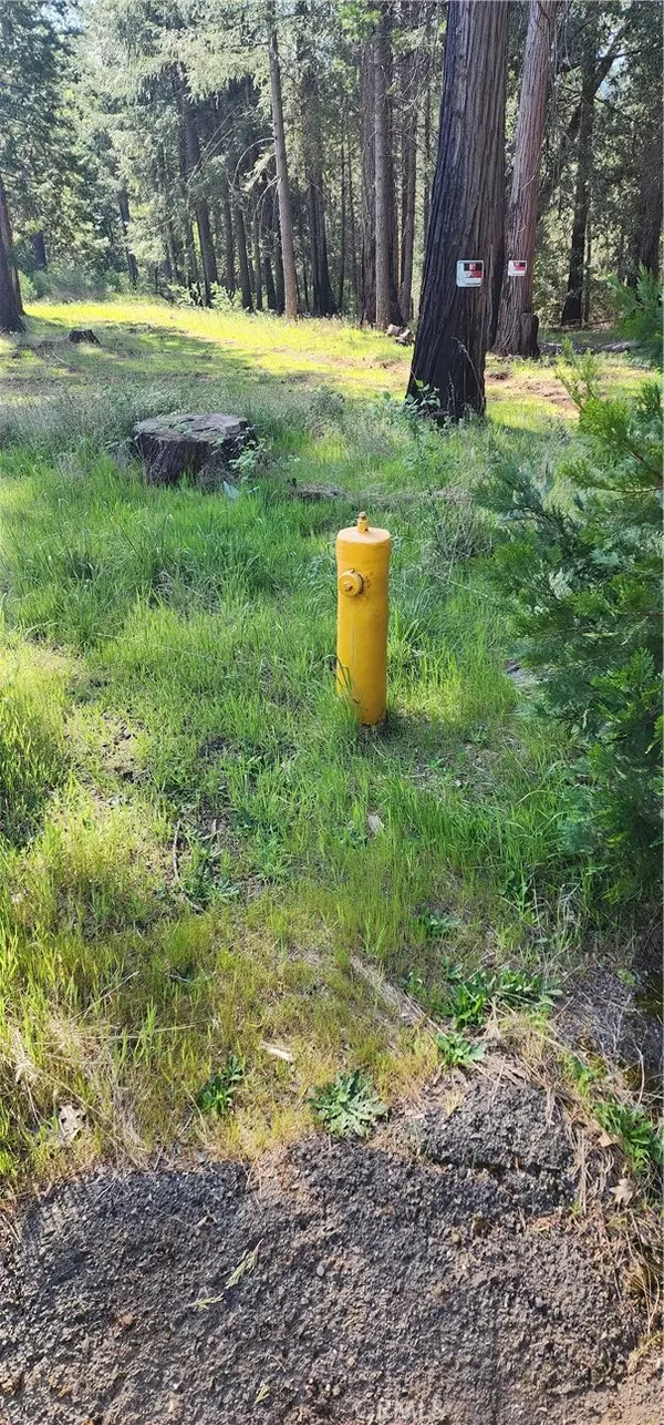 Magalia, CA 95954,0 Goldcone
