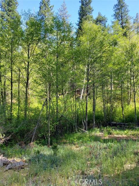 Cedar Glen, CA 92321,29531 Little Bear Creek Road